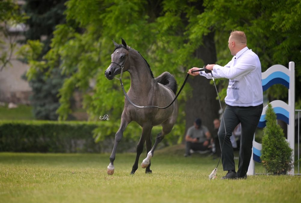 Klacz arabska po championatach