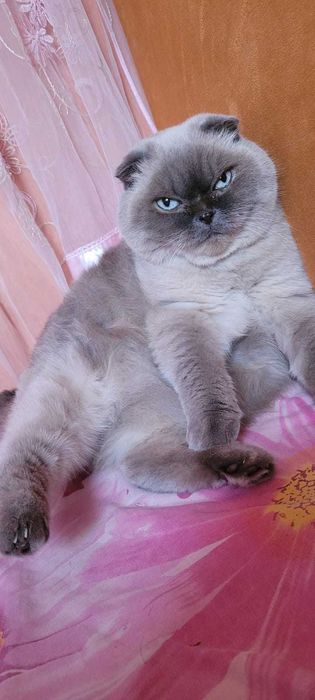 Отдам кошечку в хорошие руки