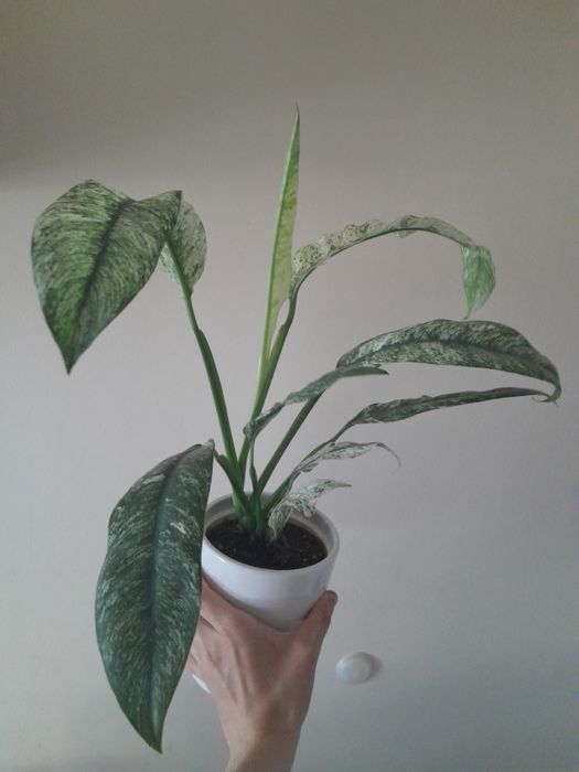 Roślina variegata doniczkowa epipremnum marble variegata rhaphidophora