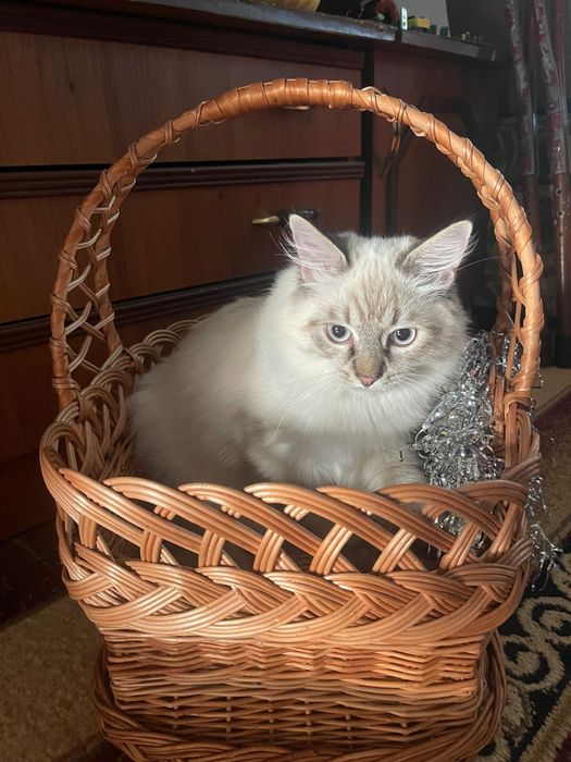 Кошеня ,хлопчик ,породи Невська-Маскарадна