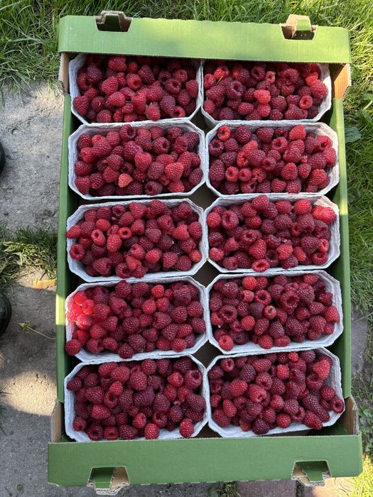 Maliny zbierane na zamowienie