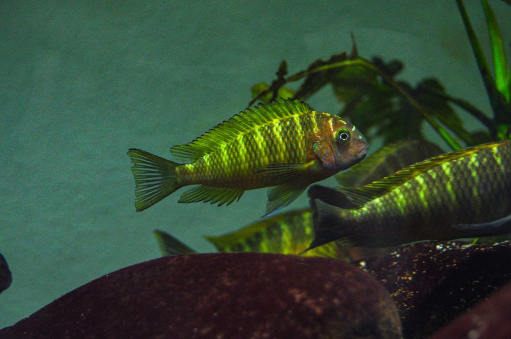 Tropheus nkonde, ciclideos africanos, Tanganyika