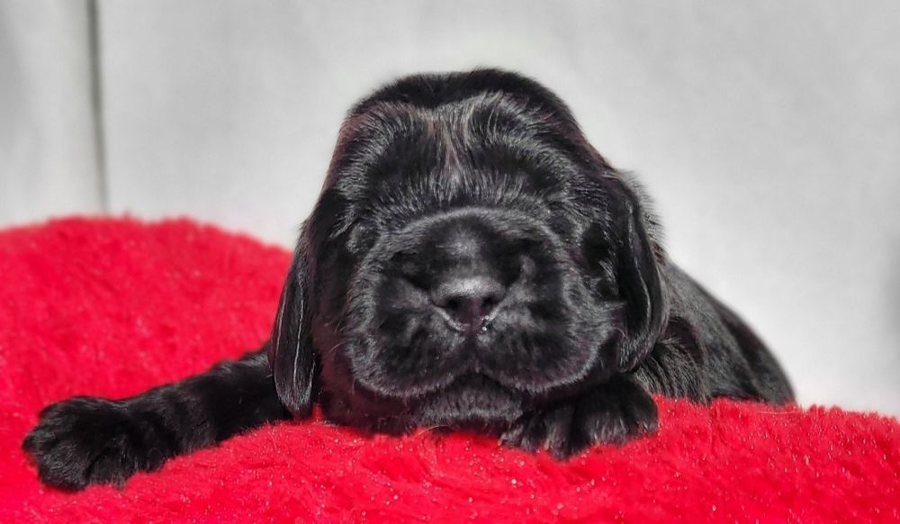 Cocker spaniel angielski cudne węgielki
