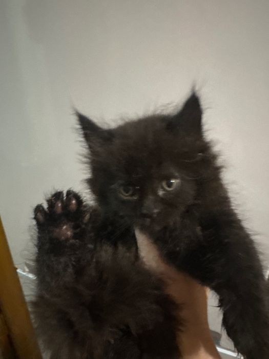 Котики мейкунчики