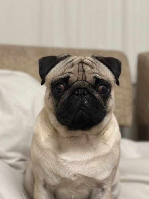 Мопс вязка хлопчик