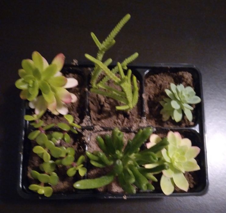 6 Suculentas por 4€