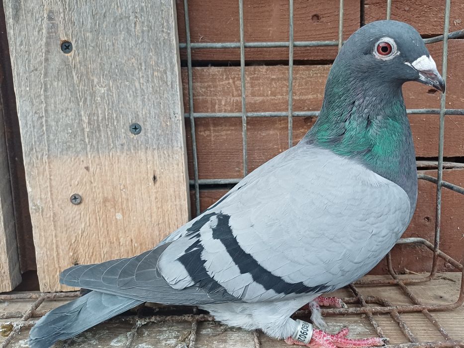 Gołębie pocztowe DV samice
