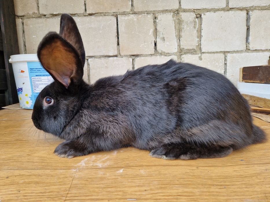 Sprzedam młodą samica srokacza