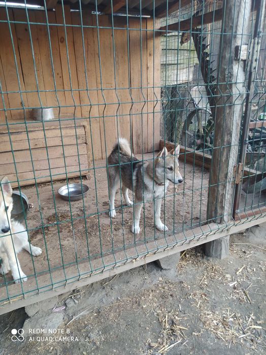 Продам західно сибірську лайку щеня