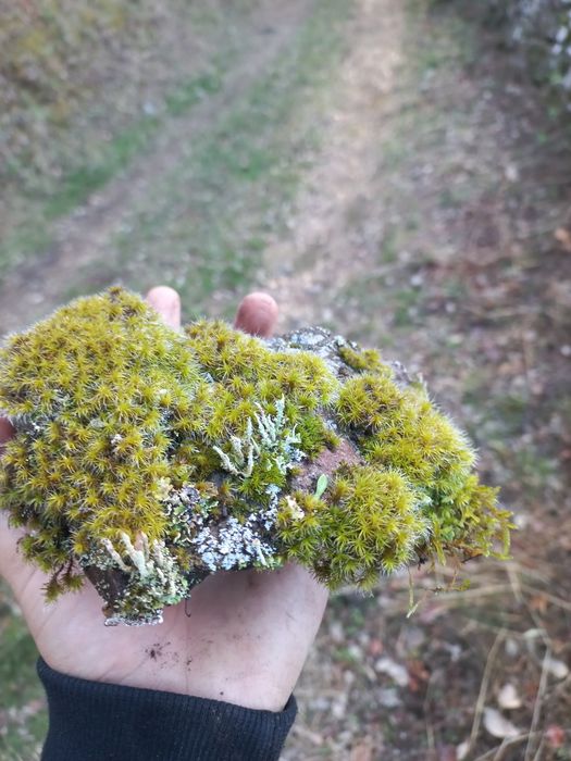 Troncos para aquários