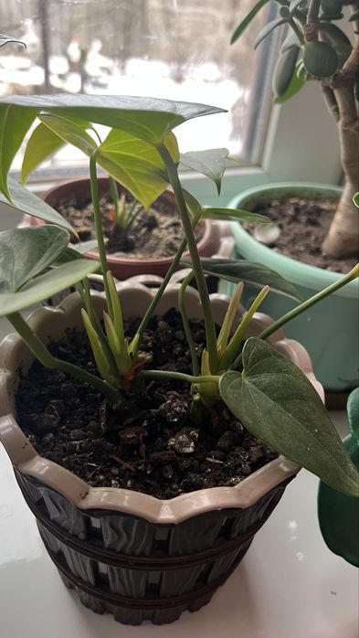 Квіти кімнатні  антіріум