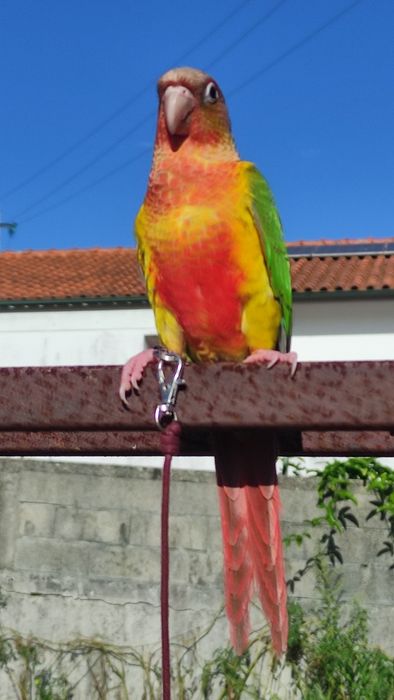 Piurra criada a mão domésticada