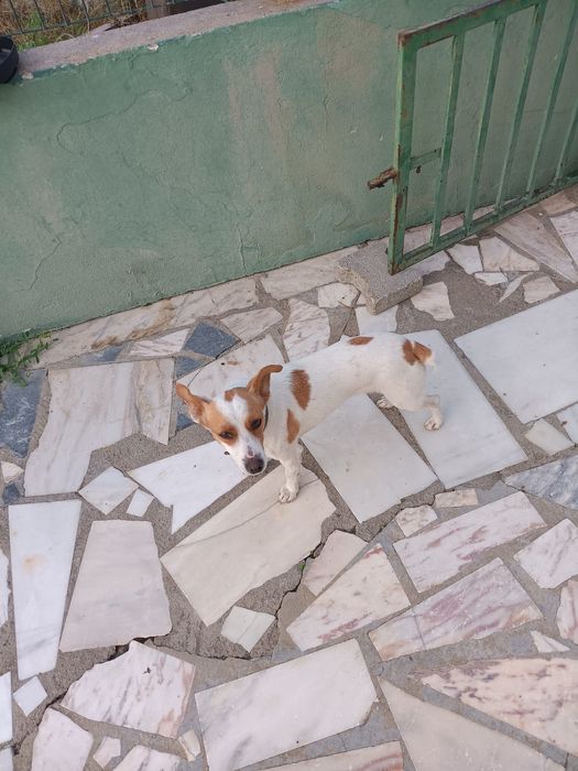 Procura-se familia para adoptar