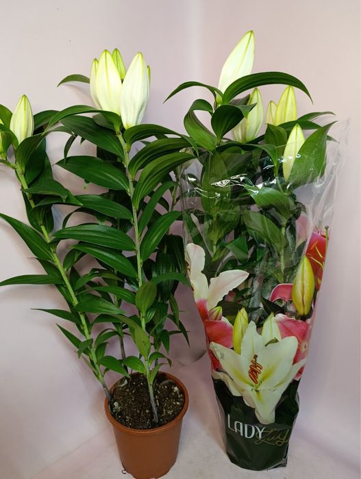 Камелія.Лілія.Кактуси.Калатея.Троянда.