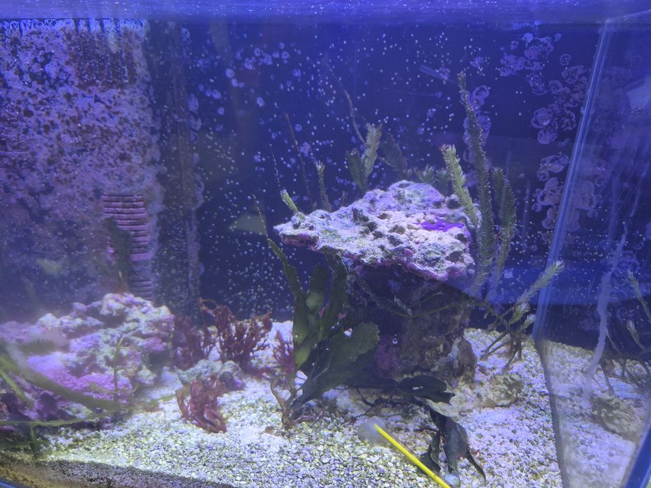 Makroglony i 2 skałki akwarium morskie