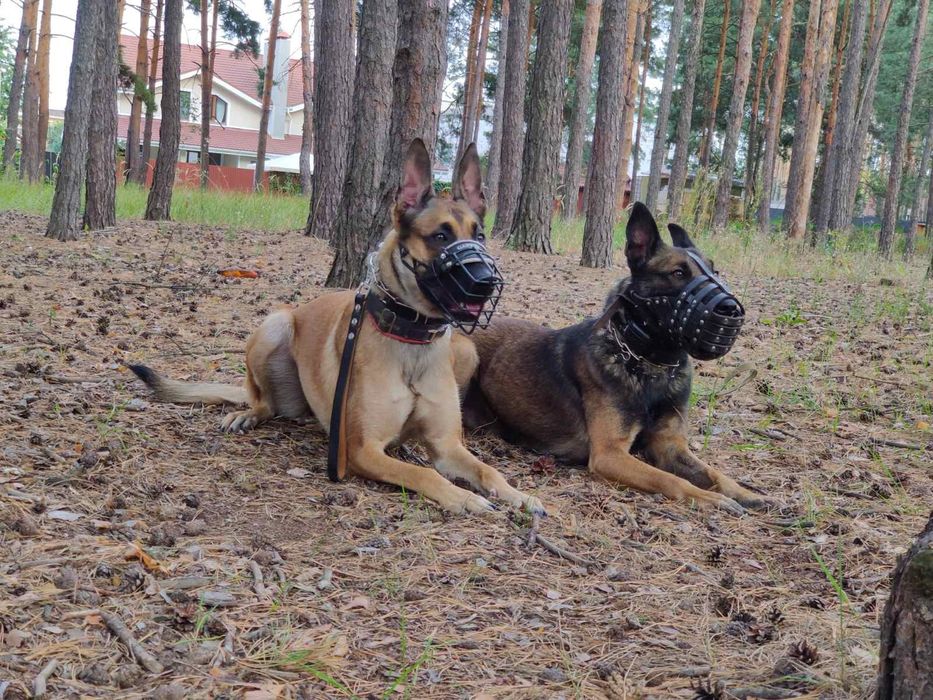 Кінолог, дресирування собак, послуги кінолога 

Шукаєте професі