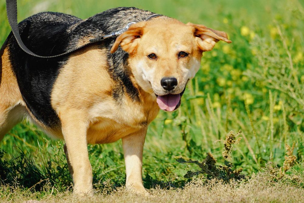 Helcia - cudowna sunia