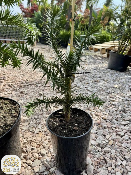 Araucaria araucana, Araukaria, 20-100cm, różne wielkości, zimozielona