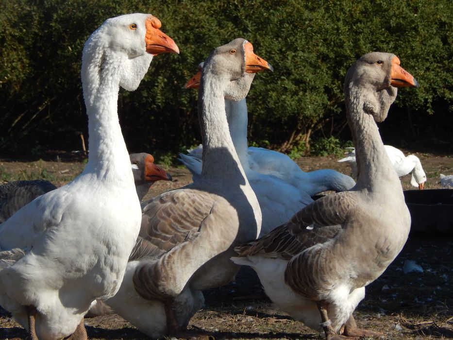 Продам гуси холмогори