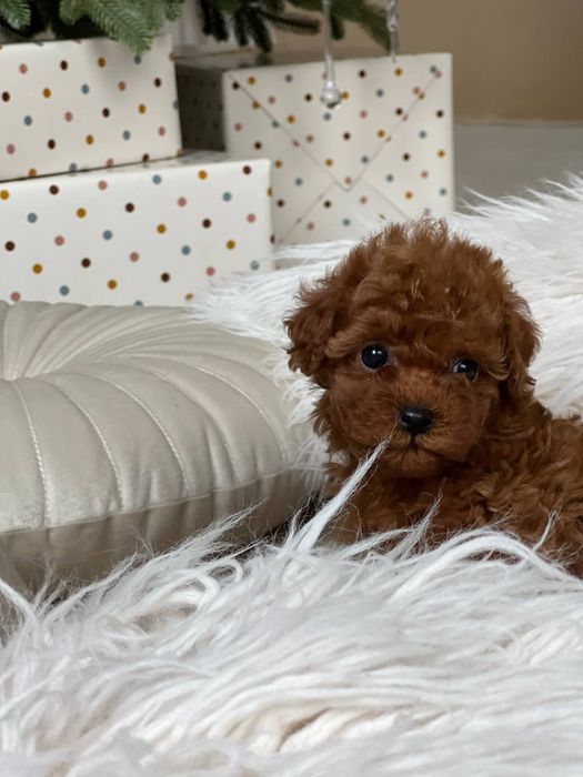 Мальтіпу та той-пудель