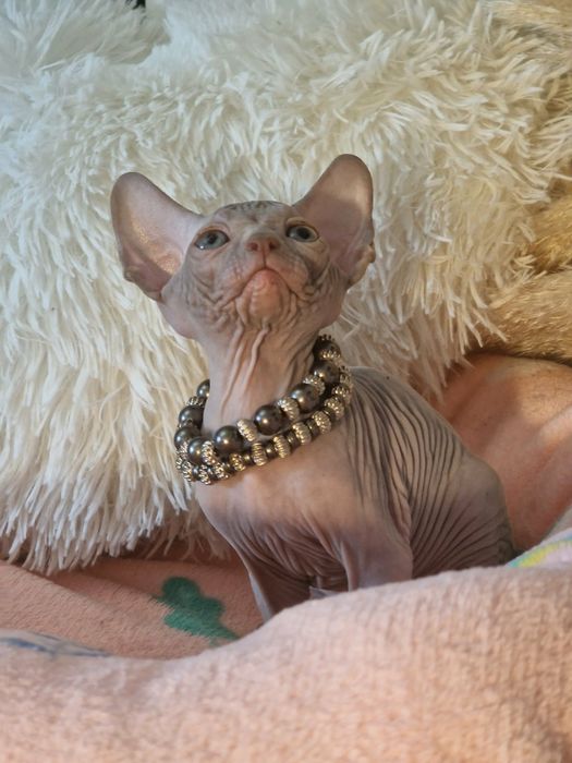Mour-a-Mour Canadian sphynx