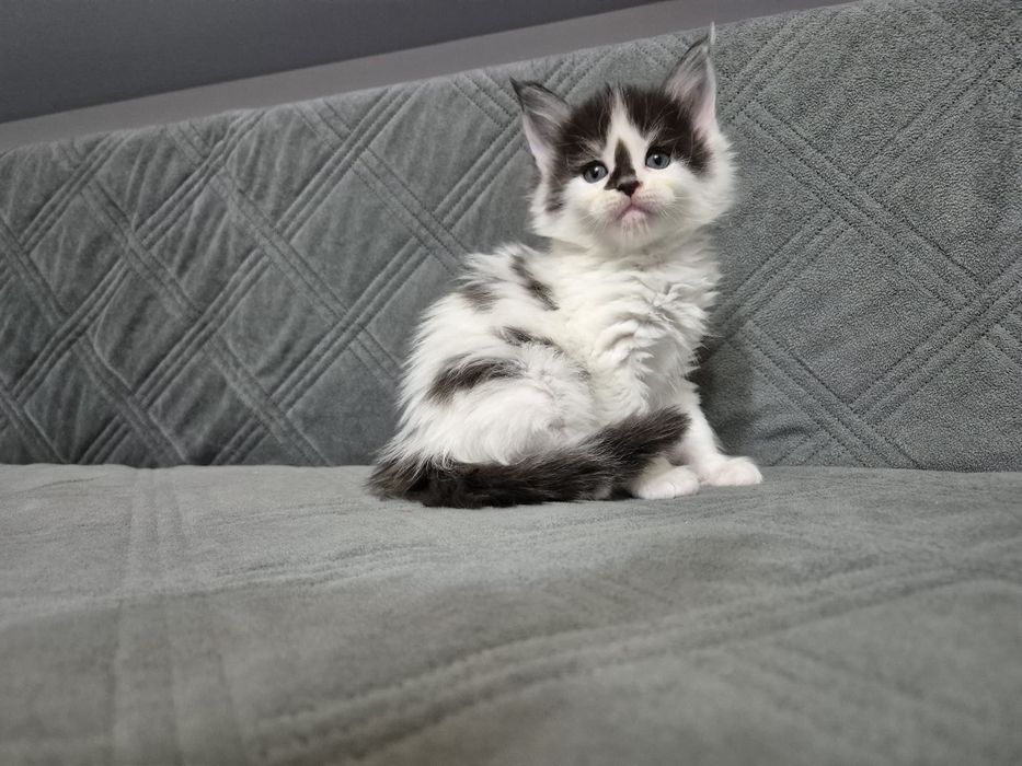 Kotka Maine Coon Personality Białystok