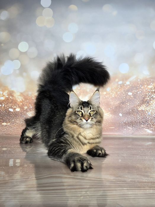 Великолепные мальчики мейн-куна