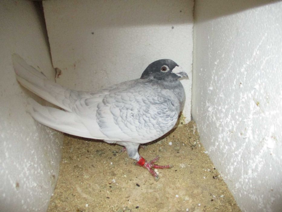 Gołębie Pocztowe Zagraniczne.