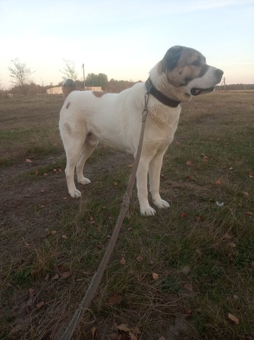 Алабай для в'язки