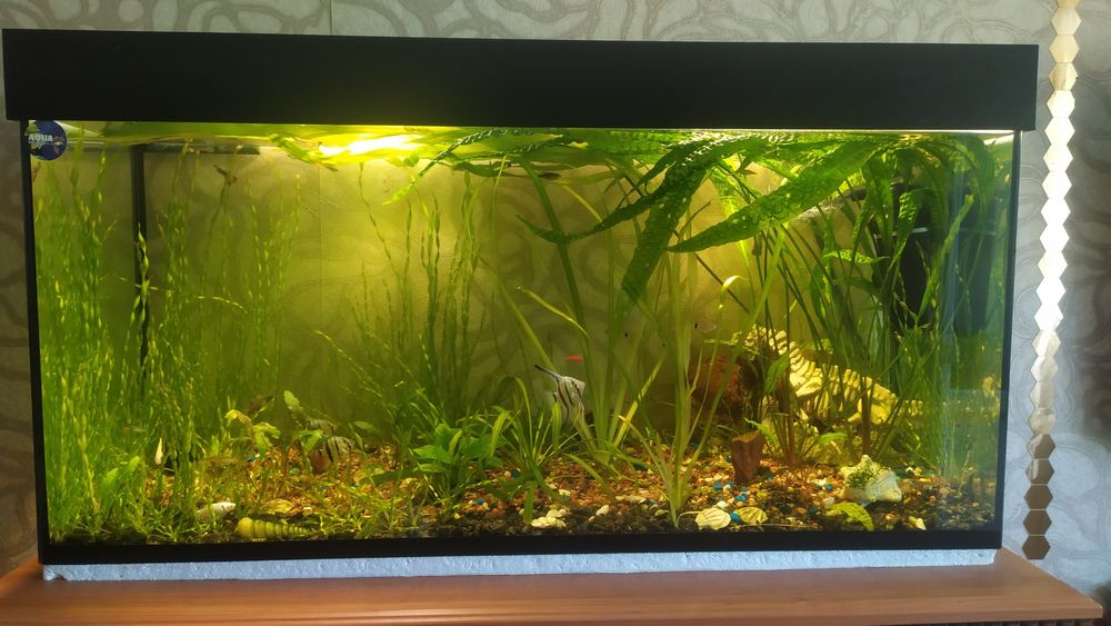 Аквариум 200литров.