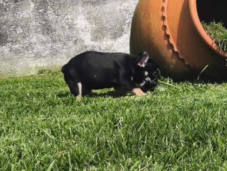 Bulldog Francês macho black tan