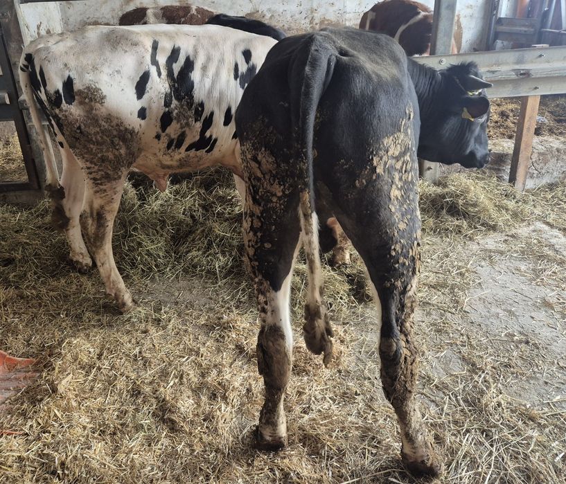 Roczne byki na doplaty