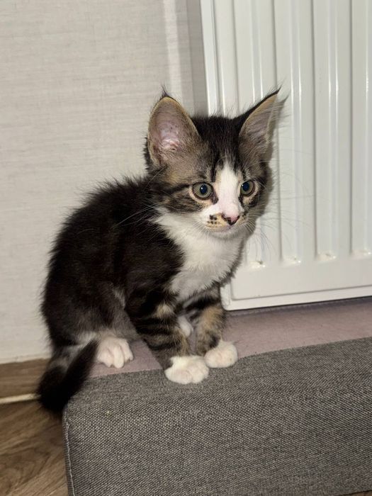 Воспитанные котята ищут дом