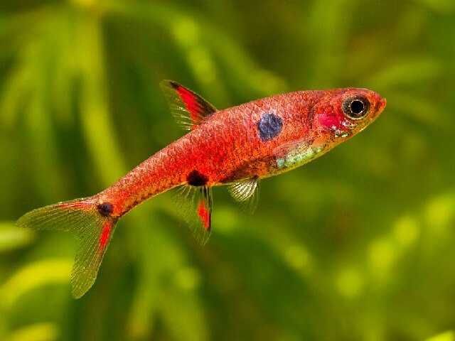 GB Razbora Maculata, Razbora Plamista - dowóz ryb!