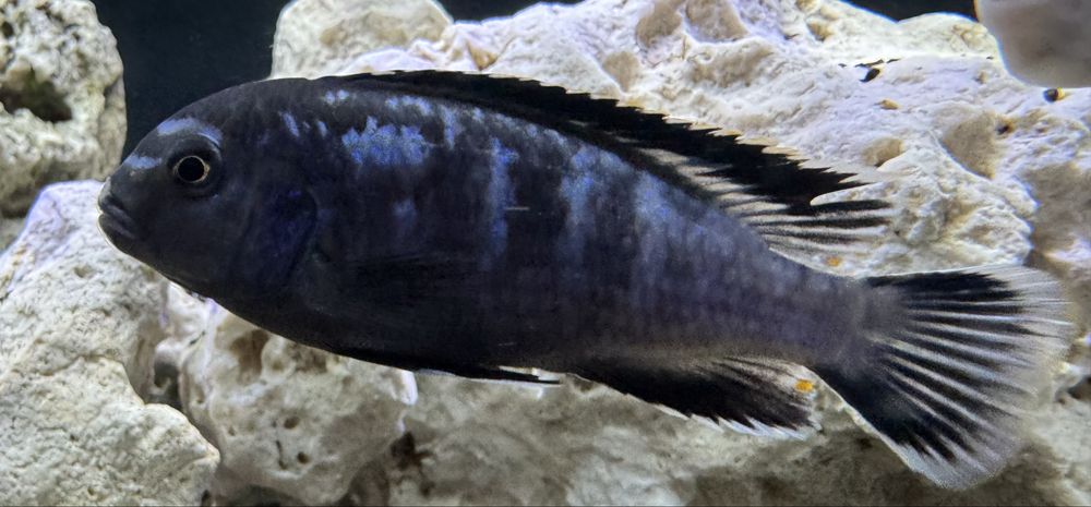 Metriaclima Estherae,Red Red,Socolofi,Saulosi Pyszczaki Malawi