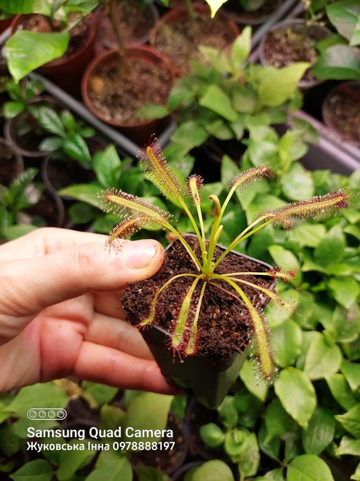 Росянка мухоловка. Спатулата, капська. Рослина.