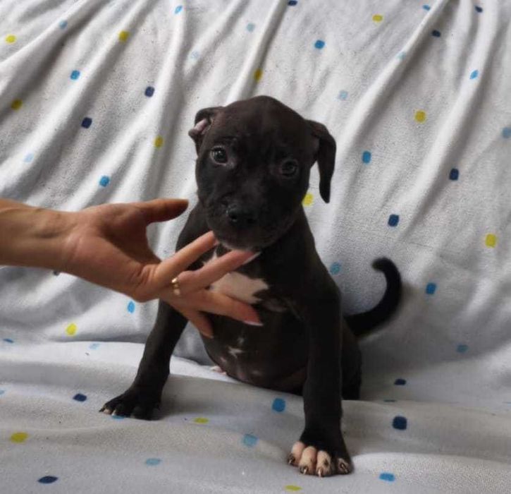 american pitbull fêmea