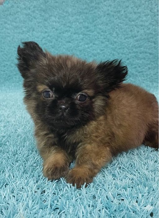 Гарненький хлопчик мікс пекінесу