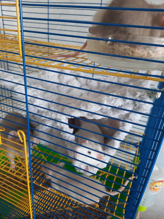 Гамачки для гризунів, щурів.