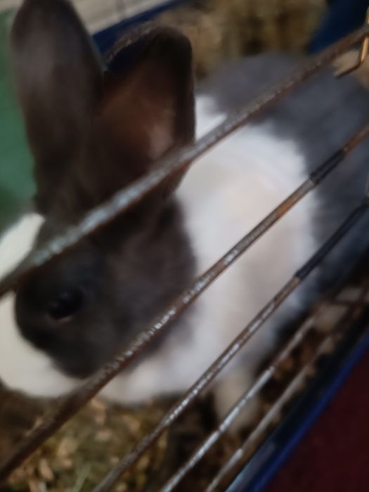 Oddam królika za symboliczne 20zl