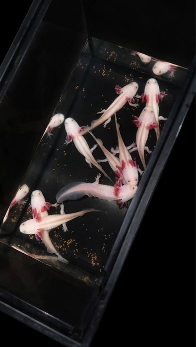 Peixes Axolotes Dirty Leucistic