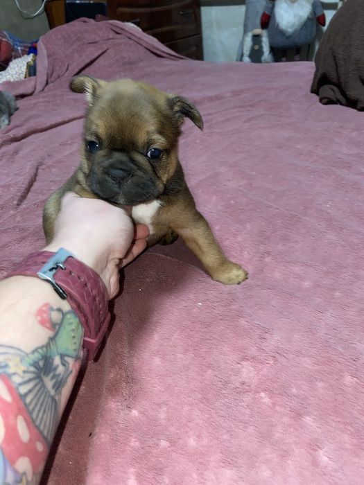 Великий хлопчик французик