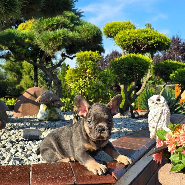 Buldog Francuski śliczny Blue Tan piesek