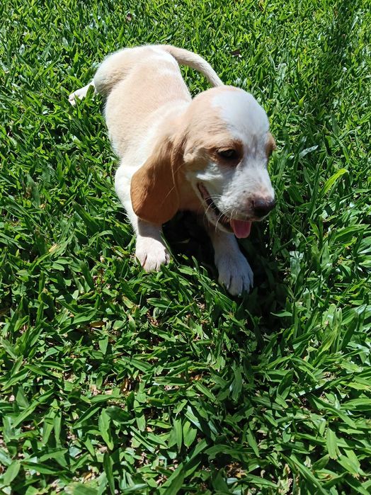 Beagle bicolor lindo
