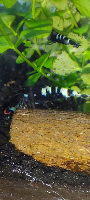 Krewetki caridina pinto zebra