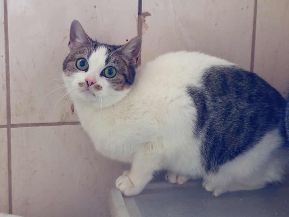 Koteczka idealna do spokojnego domku