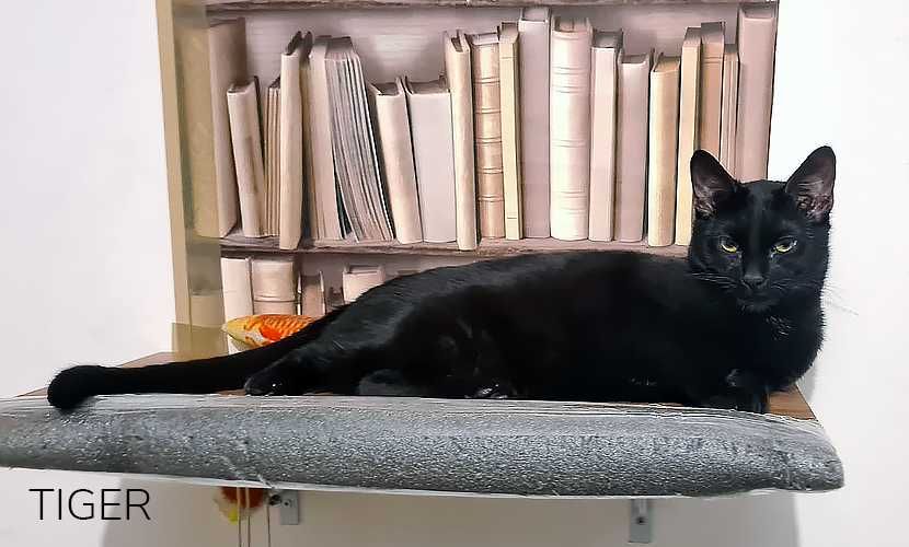 Słodki kocurek TIGER i RINO - kotki wychowane od małego z człowiekiem