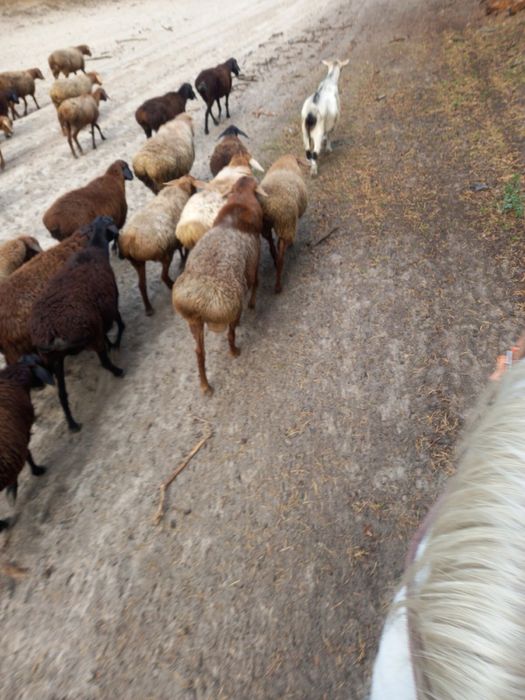Продам баранов/ овец/ баранів