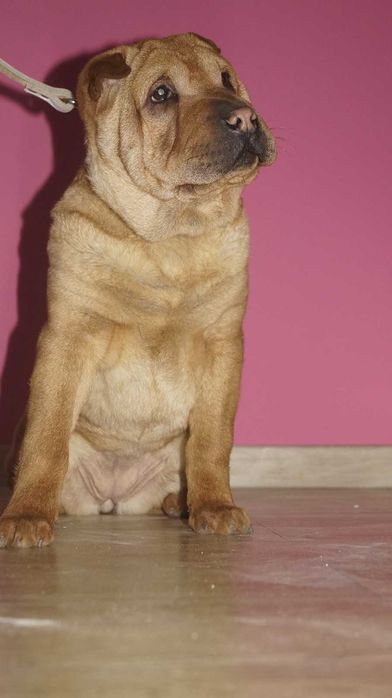 Eva, ruda suczka Shar Pei, z rodowodem,  trzymiesięczna