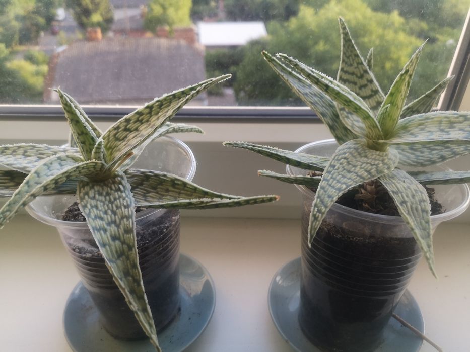 алоє вазон сукулент